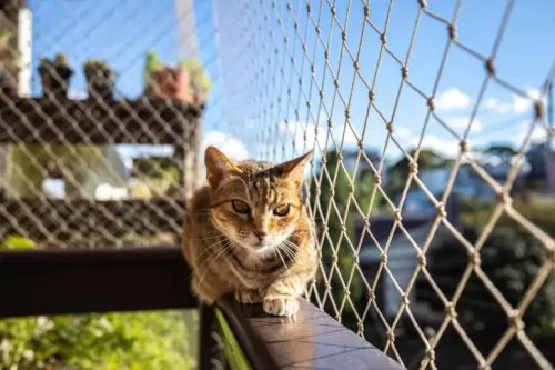 Tela de Proteção para Gatos no Jardim Panorama